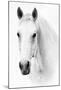 Ghost Equus-null-Mounted Art Print