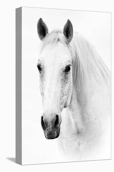 Ghost Equus-null-Stretched Canvas