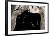 Ghost-Faced Bats (Mormoops Megalophylla) Flying into Cave Through Cave Entrance, Sabinas, Mexico-Barry Mansell-Framed Photographic Print