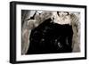 Ghost-Faced Bats (Mormoops Megalophylla) Flying into Cave Through Cave Entrance, Sabinas, Mexico-Barry Mansell-Framed Photographic Print