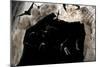 Ghost-Faced Bats (Mormoops Megalophylla) Flying into Cave Through Cave Entrance, Sabinas, Mexico-Barry Mansell-Mounted Photographic Print