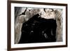 Ghost-Faced Bats (Mormoops Megalophylla) Flying into Cave Through Cave Entrance, Sabinas, Mexico-Barry Mansell-Framed Photographic Print