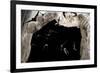 Ghost-Faced Bats (Mormoops Megalophylla) Flying into Cave Through Cave Entrance, Sabinas, Mexico-Barry Mansell-Framed Photographic Print