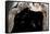 Ghost-Faced Bats (Mormoops Megalophylla) Flying into Cave Through Cave Entrance, Sabinas, Mexico-Barry Mansell-Framed Stretched Canvas