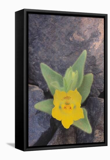 Ghost Flower Growing through Rocks-DLILLC-Framed Stretched Canvas