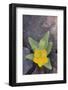 Ghost Flower Growing through Rocks-DLILLC-Framed Photographic Print