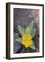 Ghost Flower Growing through Rocks-DLILLC-Framed Photographic Print