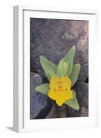 Ghost Flower Growing through Rocks-DLILLC-Framed Photographic Print