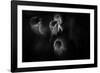 Ghost Flowers-Sharon Wish-Framed Photographic Print