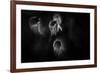 Ghost Flowers-Sharon Wish-Framed Photographic Print