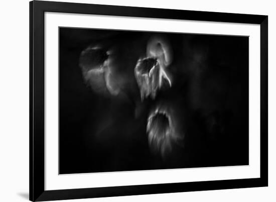 Ghost Flowers-Sharon Wish-Framed Photographic Print