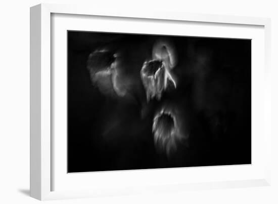 Ghost Flowers-Sharon Wish-Framed Photographic Print