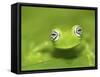 Ghost Glass Frog, Costa Rica-Edwin Giesbers-Framed Stretched Canvas