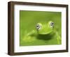 Ghost Glass Frog, Costa Rica-Edwin Giesbers-Framed Photographic Print