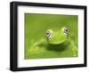 Ghost Glass Frog, Costa Rica-Edwin Giesbers-Framed Photographic Print