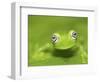 Ghost Glass Frog, Costa Rica-Edwin Giesbers-Framed Photographic Print