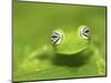 Ghost Glass Frog, Costa Rica-Edwin Giesbers-Mounted Photographic Print