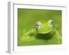 Ghost Glass Frog, Costa Rica-Edwin Giesbers-Framed Photographic Print