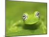 Ghost Glass Frog, Costa Rica-Edwin Giesbers-Mounted Photographic Print