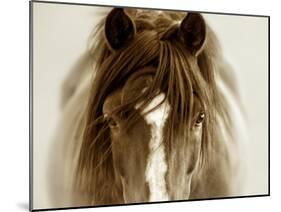 Ghost Horse-Lisa Dearing-Mounted Photographic Print