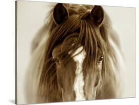 Ghost Horse-Lisa Dearing-Stretched Canvas