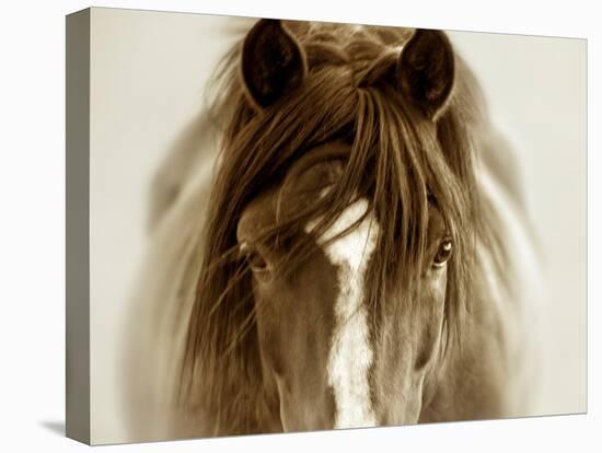 Ghost Horse-Lisa Dearing-Stretched Canvas