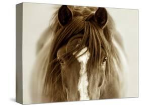 Ghost Horse-Lisa Dearing-Stretched Canvas