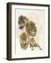 Ghost Image Lion-Barbara Keith-Framed Giclee Print