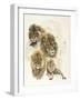 Ghost Image Lion-Barbara Keith-Framed Giclee Print