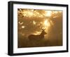 Ghost of the Forest-Greg Morgan-Framed Photographic Print