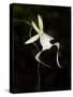 Ghost Orchid in Bloom, Polyrrhiza Lindenii, Florida, USA-Maresa Pryor-Stretched Canvas