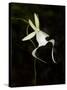 Ghost Orchid in Bloom, Polyrrhiza Lindenii, Florida, USA-Maresa Pryor-Stretched Canvas
