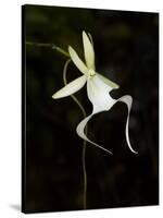 Ghost Orchid in Bloom, Polyrrhiza Lindenii, Florida, USA-Maresa Pryor-Stretched Canvas