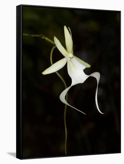 Ghost Orchid in Bloom, Polyrrhiza Lindenii, Florida, USA-Maresa Pryor-Framed Stretched Canvas