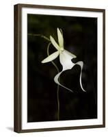 Ghost Orchid in Bloom, Polyrrhiza Lindenii, Florida, USA-Maresa Pryor-Framed Premium Photographic Print