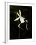 Ghost Orchid in Bloom, Polyrrhiza Lindenii, Florida, USA-Maresa Pryor-Framed Premium Photographic Print