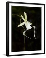 Ghost Orchid in Bloom, Polyrrhiza Lindenii, Florida, USA-Maresa Pryor-Framed Premium Photographic Print