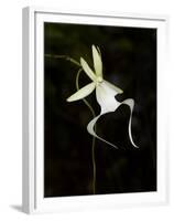 Ghost Orchid in Bloom, Polyrrhiza Lindenii, Florida, USA-Maresa Pryor-Framed Premium Photographic Print