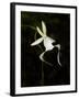 Ghost Orchid in Bloom, Polyrrhiza Lindenii, Florida, USA-Maresa Pryor-Framed Premium Photographic Print