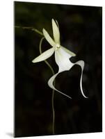 Ghost Orchid in Bloom, Polyrrhiza Lindenii, Florida, USA-Maresa Pryor-Mounted Premium Photographic Print