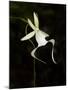 Ghost Orchid in Bloom, Polyrrhiza Lindenii, Florida, USA-Maresa Pryor-Mounted Premium Photographic Print