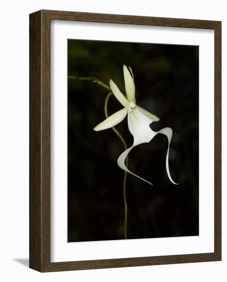 Ghost Orchid in Bloom, Polyrrhiza Lindenii, Florida, USA-Maresa Pryor-Framed Photographic Print