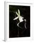 Ghost Orchid in Bloom, Polyrrhiza Lindenii, Florida, USA-Maresa Pryor-Framed Photographic Print