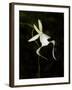 Ghost Orchid in Bloom, Polyrrhiza Lindenii, Florida, USA-Maresa Pryor-Framed Photographic Print