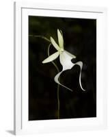 Ghost Orchid in Bloom, Polyrrhiza Lindenii, Florida, USA-Maresa Pryor-Framed Photographic Print