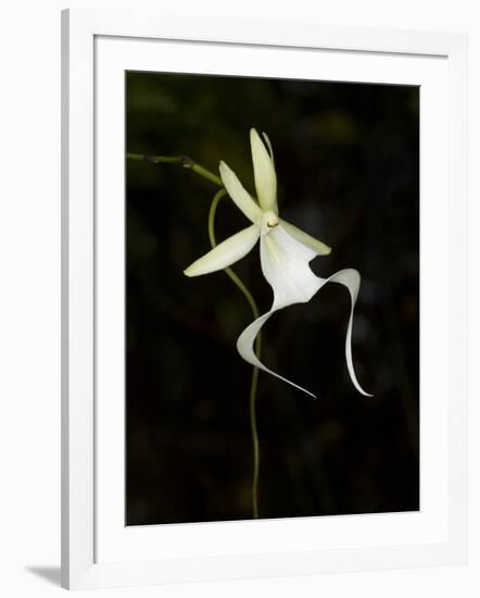 Ghost Orchid in Bloom, Polyrrhiza Lindenii, Florida, USA-Maresa Pryor-Framed Photographic Print