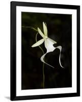 Ghost Orchid in Bloom, Polyrrhiza Lindenii, Florida, USA-Maresa Pryor-Framed Photographic Print