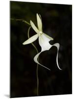 Ghost Orchid in Bloom, Polyrrhiza Lindenii, Florida, USA-Maresa Pryor-Mounted Photographic Print
