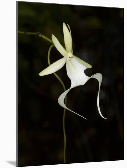 Ghost Orchid in Bloom, Polyrrhiza Lindenii, Florida, USA-Maresa Pryor-Mounted Photographic Print