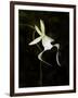 Ghost Orchid in Bloom, Polyrrhiza Lindenii, Florida, USA-Maresa Pryor-Framed Photographic Print